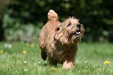 NORFOLK TERRIER 102